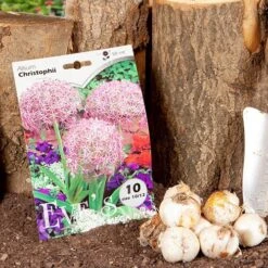 Allium 'Christophii' -Garden Plant Shop 600120 4