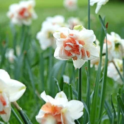 Daffodil 'Replete' -Garden Plant Shop 600161 3