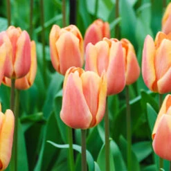 Tulip Dual Colour Collection -Garden Plant Shop 600400 2
