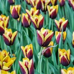 Tulip Dual Colour Collection -Garden Plant Shop 600400 3