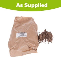 Mixed Dahlias - Hybridisers Mix -Garden Plant Shop 630005 2