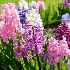 Mixed Hyacinths -Garden Plant Shop 630034 2
