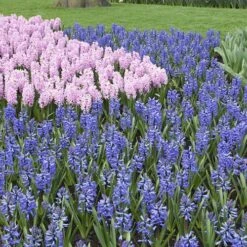 Mixed Hyacinths -Garden Plant Shop 630034 3