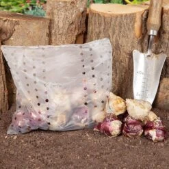 Mixed Hyacinths -Garden Plant Shop 630034 4