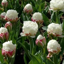 Tulip 'Ice Cream' -Garden Plant Shop 630049 2
