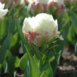 Tulip 'Ice Cream' -Garden Plant Shop 630049 3