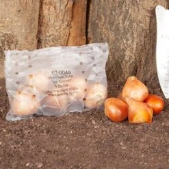 Tulip 'Ice Cream' -Garden Plant Shop 630049 4