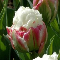 Tulip 'Ice Cream' -Garden Plant Shop 630049 5