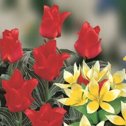 Blooming Fast Drop In Bulb Planter Balcony Beauty Pack -Garden Plant Shop 630107 4