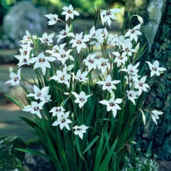 The Complete Summer Flowering Bulb Collection 9 The Complete Summer Flowering Bulb Collection -Garden Plant Shop 630130 2