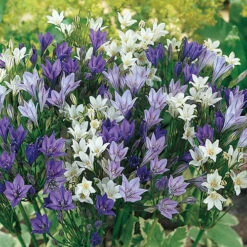 The Complete Summer Flowering Bulb Collection 10 The Complete Summer Flowering Bulb Collection -Garden Plant Shop 630130 3