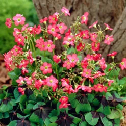 The Complete Summer Flowering Bulb Collection 13 The Complete Summer Flowering Bulb Collection -Garden Plant Shop 630130 6