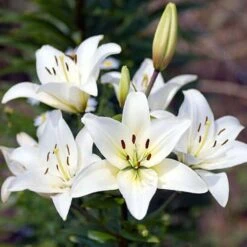 Plant-O-Mat Lilium And Liatris Kit -Garden Plant Shop 630176 2