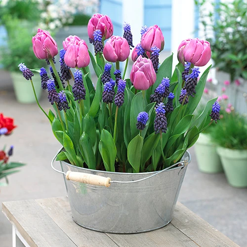 Blooming Fast Drop In Bulb Planter Tulip And Muscari Kit 1 Blooming Fast Drop In Bulb Planter Tulip And Muscari Kit