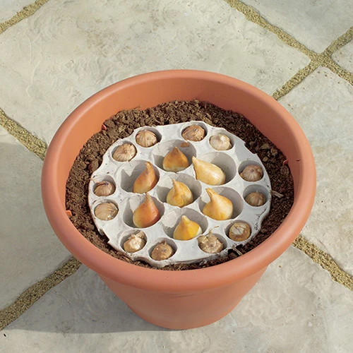 Blooming Fast Drop In Bulb Planter Tulip And Muscari Kit 2 Blooming Fast Drop In Bulb Planter Tulip And Muscari Kit - Image 2