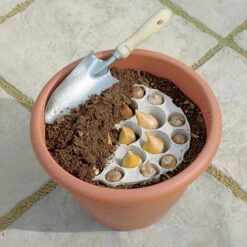 Blooming Fast Drop In Bulb Planter Tulip And Muscari Kit 7 Blooming Fast Drop In Bulb Planter Tulip And Muscari Kit -Garden Plant Shop 630187 2