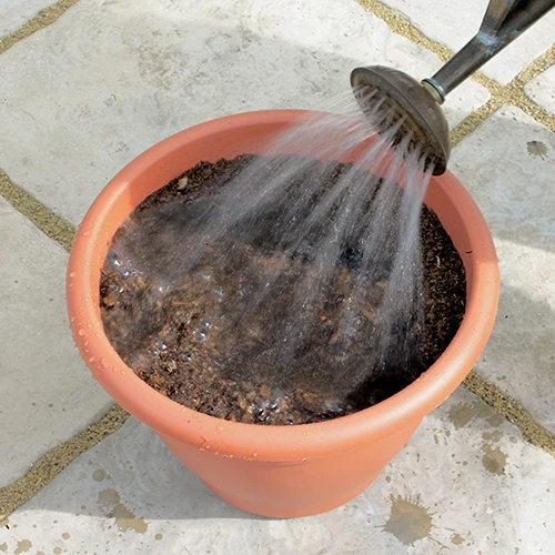 Blooming Fast Drop In Bulb Planter Tulip And Muscari Kit 4 Blooming Fast Drop In Bulb Planter Tulip And Muscari Kit - Image 4