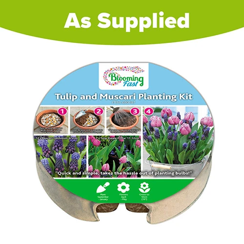 Blooming Fast Drop In Bulb Planter Tulip And Muscari Kit 5 Blooming Fast Drop In Bulb Planter Tulip And Muscari Kit - Image 5