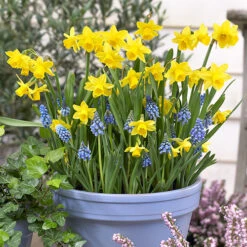 Blooming Fast Drop In Bulb Planter Narcissus And Muscari Kit