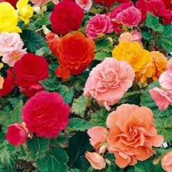 Belgian Giant Flowered Upright Begonias -Garden Plant Shop 630192 2