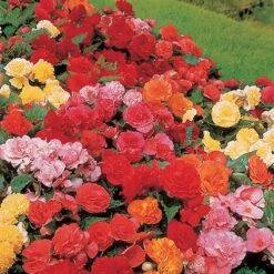 Belgian Giant Flowered Upright Begonias -Garden Plant Shop 630192 3
