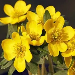 Complete "In The Green" Bulb Saver Collection -Garden Plant Shop 630203 4