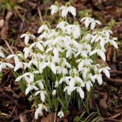 Complete "In The Green" Bulb Saver Collection -Garden Plant Shop 630203 5