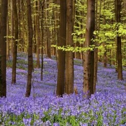 Complete "In The Green" Bulb Saver Collection -Garden Plant Shop 630203 6