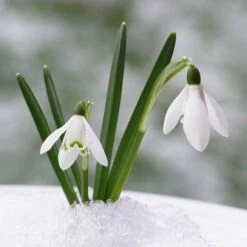 Complete "In The Green" Bulb Saver Collection -Garden Plant Shop 630203 7