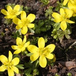 Complete "In The Green" Bulb Saver Collection -Garden Plant Shop 630203 8