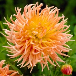 Dahlia Cactus Mixed -Garden Plant Shop 630225 2