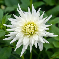 Dahlia Cactus Mixed -Garden Plant Shop 630225 3