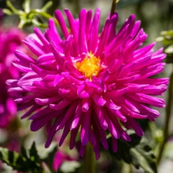 Dahlia Cactus Mixed -Garden Plant Shop 630225 4