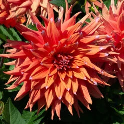 Dahlia Cactus Mixed -Garden Plant Shop 630225 5