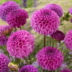 Dahlia Pom Pom Mix -Garden Plant Shop 630320 2