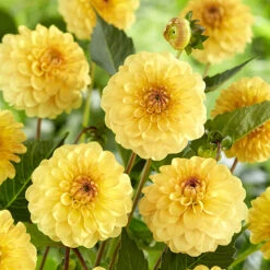 Dahlia Pom Pom Mix -Garden Plant Shop 630320 4