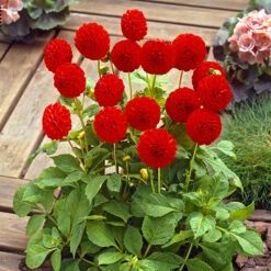 Dahlia Pom Pom Mix -Garden Plant Shop 630320 5