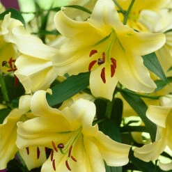 Skyscraper Lily Collection -Garden Plant Shop 630326 2