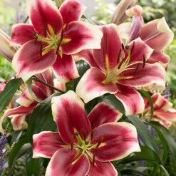 Skyscraper Lily Collection -Garden Plant Shop 630326 3