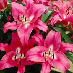 Skyscraper Lily Collection -Garden Plant Shop 630326 5