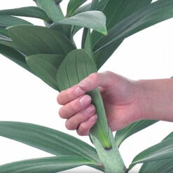 Skyscraper Lily Collection -Garden Plant Shop 630326 6