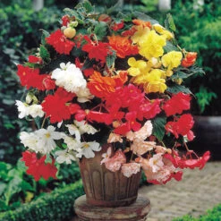 Begonia Giant Fantasy Mix -Garden Plant Shop 630372 2