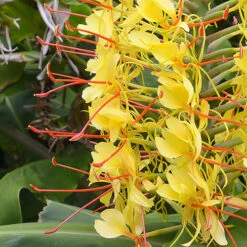 Hardy Ginger Lily - Hedychium -Garden Plant Shop 660003 2