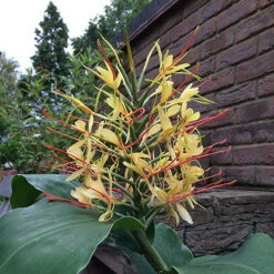 Hardy Ginger Lily - Hedychium -Garden Plant Shop 660003 3