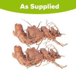 Hardy Ginger Lily - Hedychium -Garden Plant Shop 660003 4