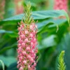Ginger Lily Hedychium 'Pink Princess'