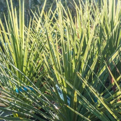 Cordyline Australis 9 Cordyline Australis -Garden Plant Shop 680026 2