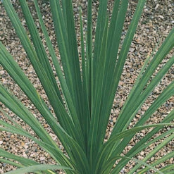 Cordyline Australis 10 Cordyline Australis -Garden Plant Shop 680026 3