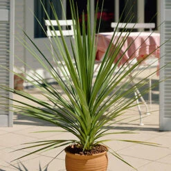 Cordyline Australis 11 Cordyline Australis -Garden Plant Shop 680026 4