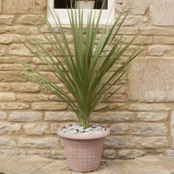 Cordyline Australis 13 Cordyline Australis -Garden Plant Shop 680026 6